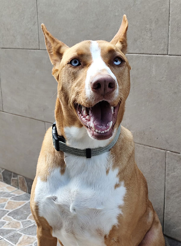 Stella