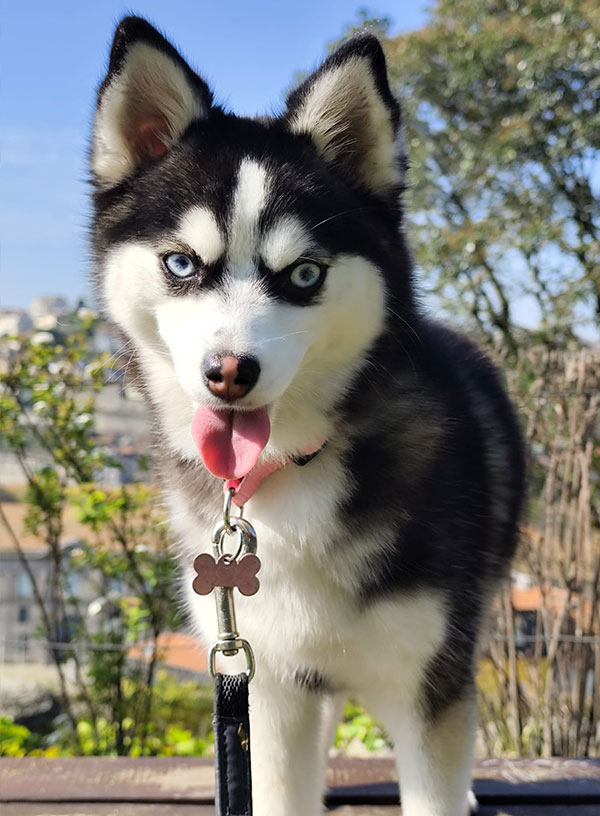 Skye
