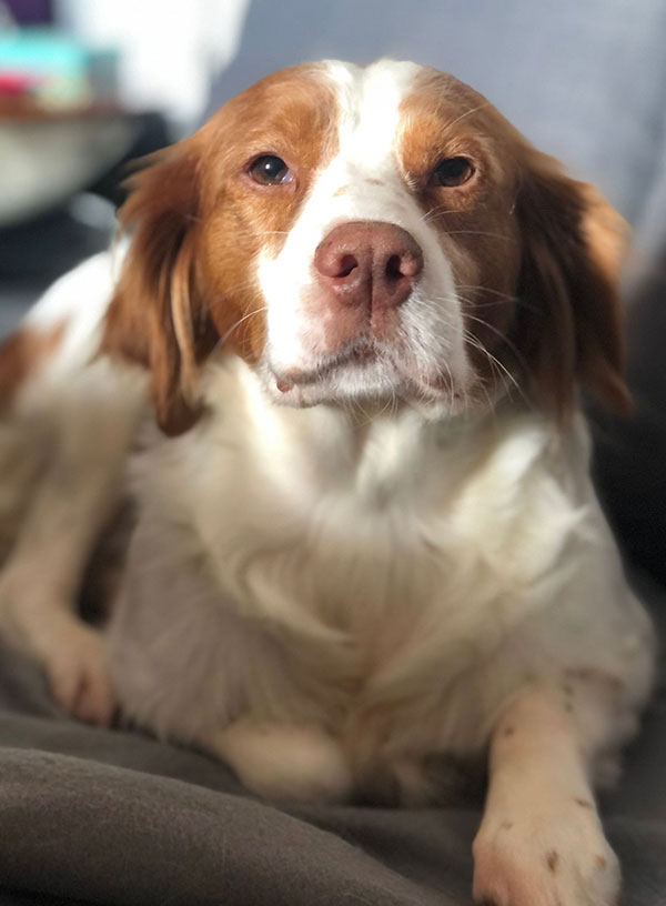Stella